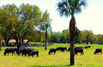 Black Angus tussen loofbomen én palmen